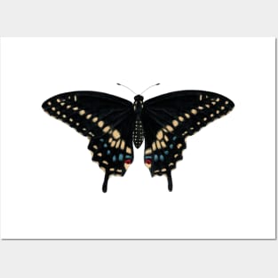 Black Swallowtail Posters and Art